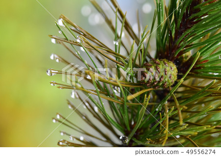 Pine cone 49556274