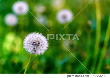 Dandelions, natural green blurred spring 49556410