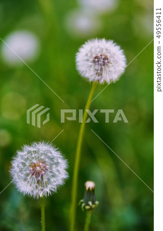 Dandelions, natural green blurred spring 49556411