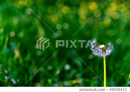 Dandelion flying on green background 49556412