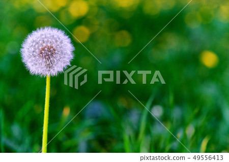 Dandelions, natural green blurred spring 49556413