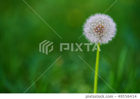 Single dandelion, natural green blurred background 49556414