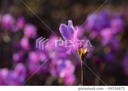 Yamazatoji up 49556875