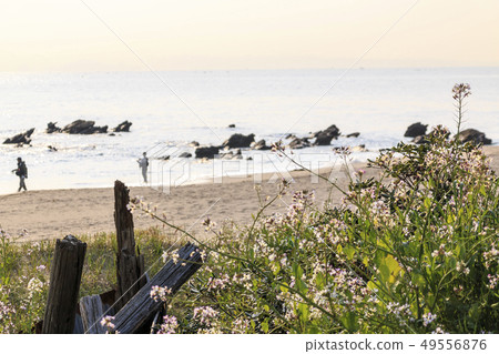 Miura Beach 49556876