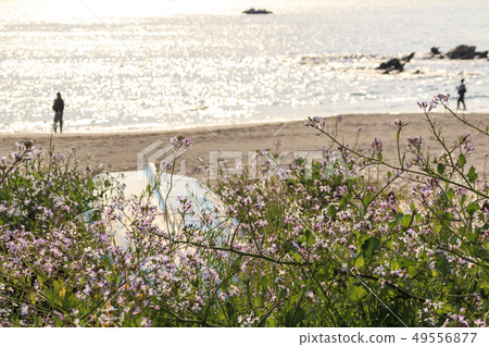 Miura Beach 49556877