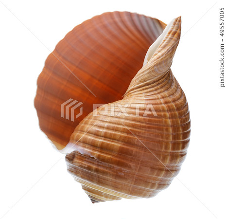 Seashell isolated on white background Seashell isolated on white background 49557005