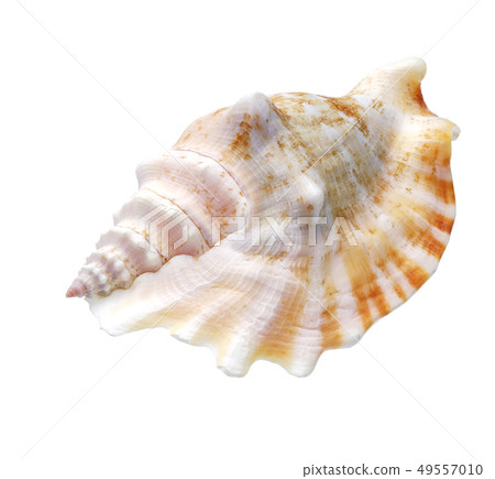 Seashell isolated on white background 49557010
