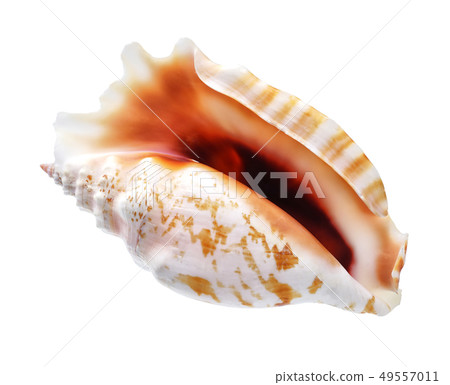 Seashell isolated on white background 49557011