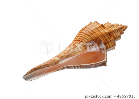 Seashell isolated on white background 49557013