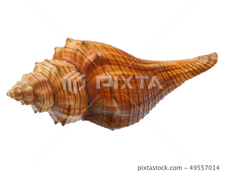 Seashell isolated on white background 49557014
