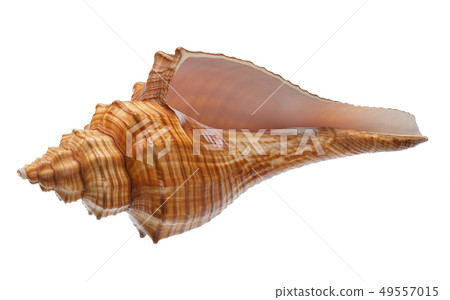 Seashell isolated on white background 49557015