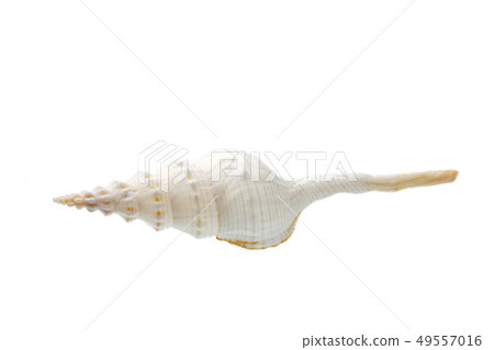 Seashell isolated on white background 49557016