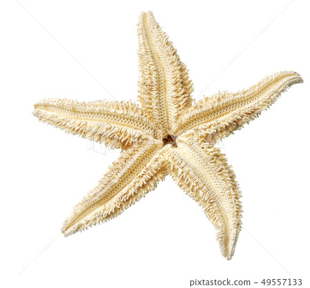 starfish isolated on white background starfish isolated on white background 49557133