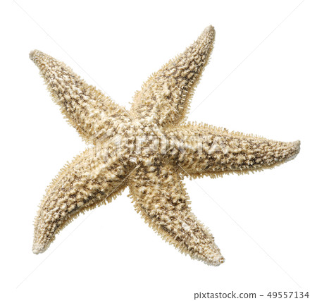 starfish isolated on white background starfish isolated on white background 49557134