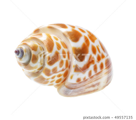 Seashell isolated on white background Seashell isolated on white background 49557135