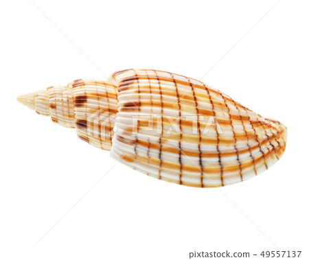 Seashell isolated on white background Seashell isolated on white background 49557137