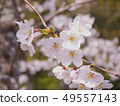 Cherry Blossom	 49557143
