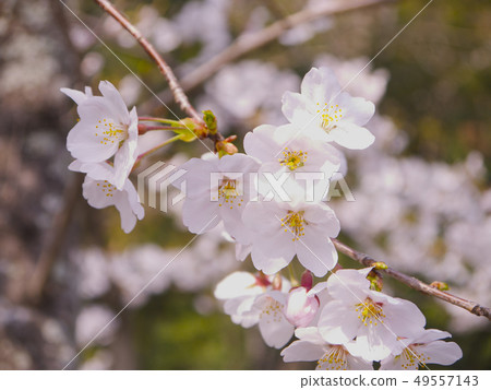 櫻花 櫻花 49557143