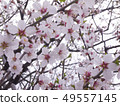 Almond flower 49557145