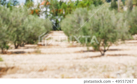 Blurred image of olive grove 49557267