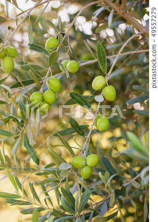 Branch of green olives Branch of green olives 49557279