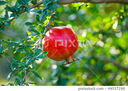 Red ripe pomegranates on the tree. 49557280