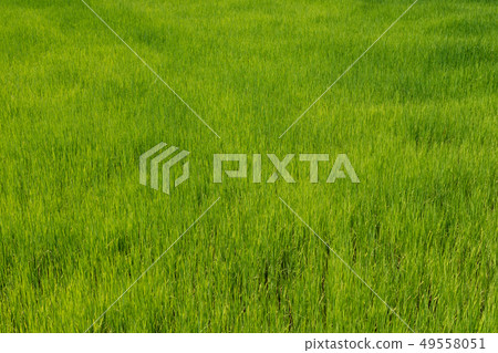 Green fresh and nature rice field in the farm 49558051