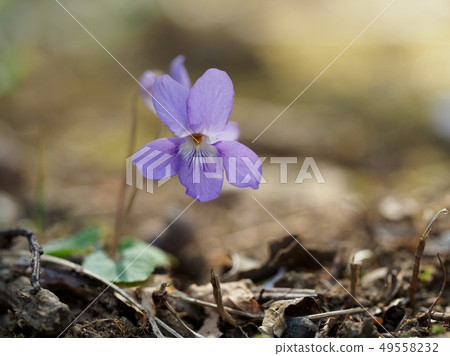 開花在春天領域的中提琴grypocera 開花在春天領域的中提琴grypocera 49558232