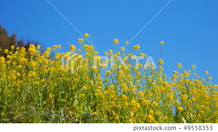 Blue sky and rape blossoms 49558353
