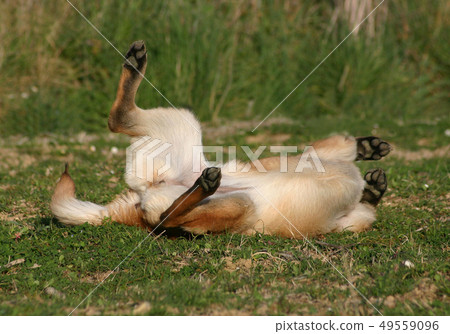 malinois malinois 49559096