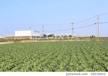 Cabbage field 49559444