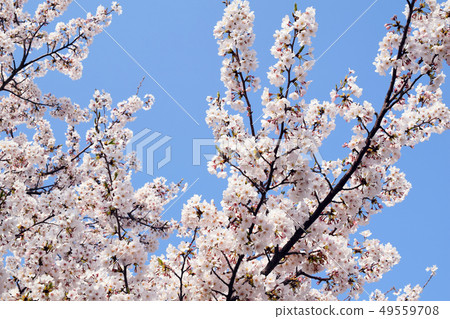  Cherry blossoms and blue sky 49559708