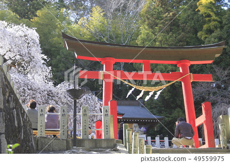 Cherry Blossoms and Torii Torii 49559975