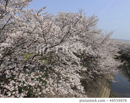 On the riverside Sakura Kashihara City 49559976