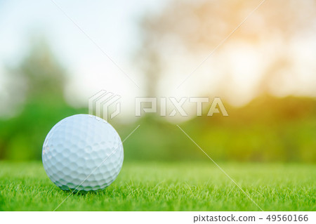 Golf ball on green grass ready to play at golf Golf ball on green grass ready to play at golf 49560166