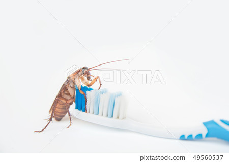 Cockroaches on toothbrush isolated on white Cockroaches on toothbrush isolated on white 49560537