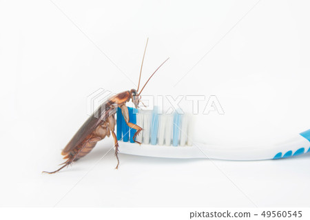 Cockroaches on toothbrush isolated on white 49560545