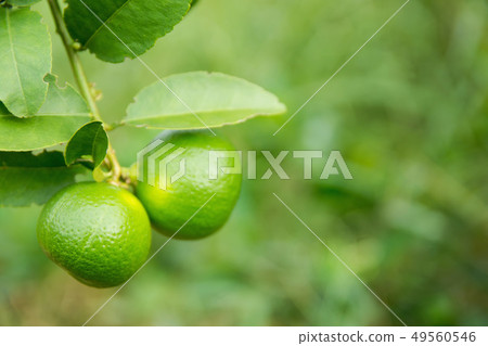 unripe green lime hanging from a lime tree 49560546