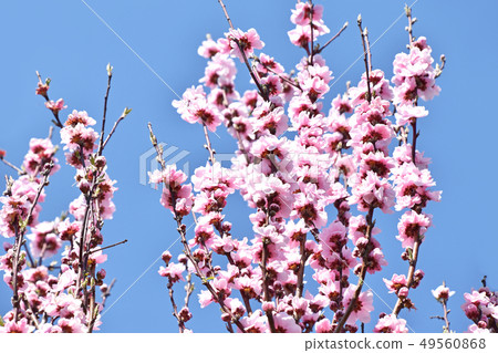 Flowering peach (flower peach) 49560868