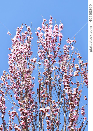 開花桃(花桃) 開花桃(花桃) 49560869