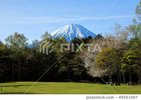 World Heritage Mt. Fuji Wild Bird Forest Park West Lake Fresh green World Heritage Mt. Fuji Wild Bird Forest Park West Lake Fresh green 49561007