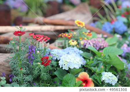 the flowe bed display at hk flower show 2019 the flowe bed display at hk flower show 2019 49561308