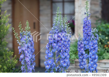 a common foxglove flowers in natural vegetation 49561309