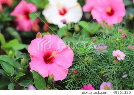 a Hibiscus flower with nature back ground a Hibiscus flower with nature back ground 49561320
