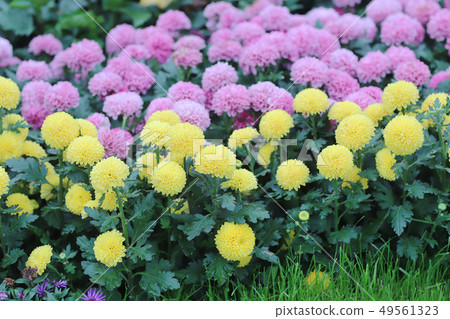 a chrysanthemum flower with nature back ground a chrysanthemum flower with nature back ground 49561323