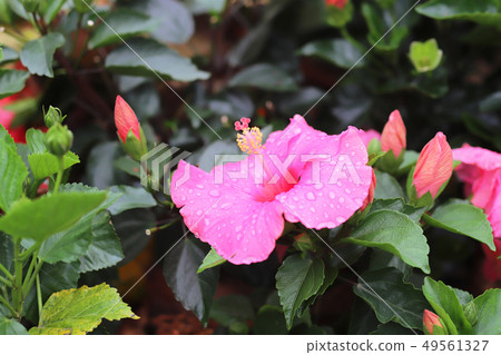a Hibiscus flower with nature back ground 49561327