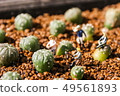 Miniature farmers to grow the cactus in the garden 49561893