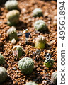 Miniature farmers to grow the cactus in the garden 49561894