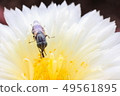 Fly on flower of Astrophytum Myriostigma 49561895