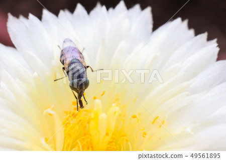Fly on flower of Astrophytum Myriostigma 49561895